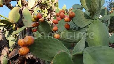 意大利的仙人掌植物上生长着橘红色的多刺梨